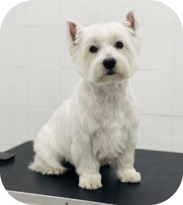 Perrito peluqueado 1