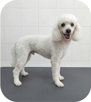 Perrito peluqueado 6